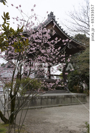 百万遍知恩寺　ふじ桜（富士桜）と鐘楼 69293657