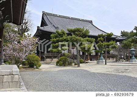 百万遍知恩寺　ふじ桜（富士桜）と御影堂 69293679