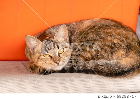 stray tabby cat 69293717