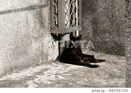 cat sit on the ground cat sit on the ground 69293720