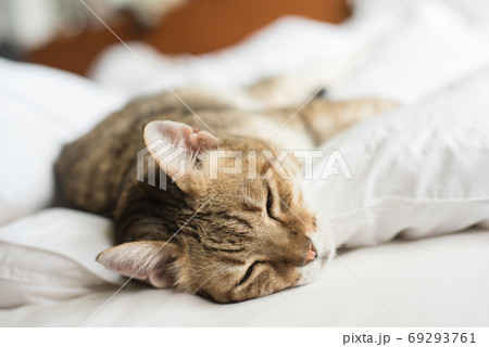 lazy and funny tabby cat 69293761