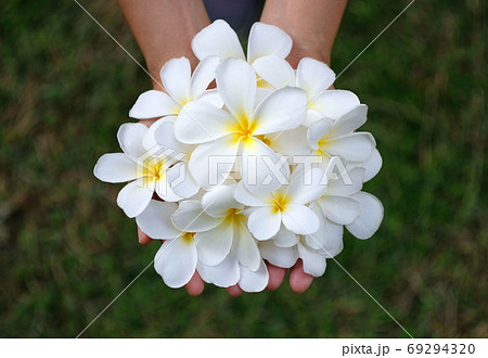 White Plumeria flower in hand on green background. White Plumeria flower in hand on green background. 69294320