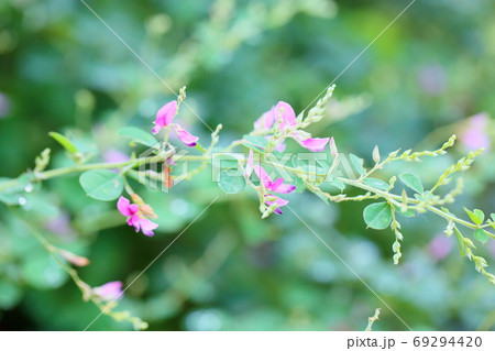 ハギの花 ハギの花 69294420
