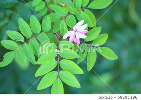 ニワフジの花 69295196