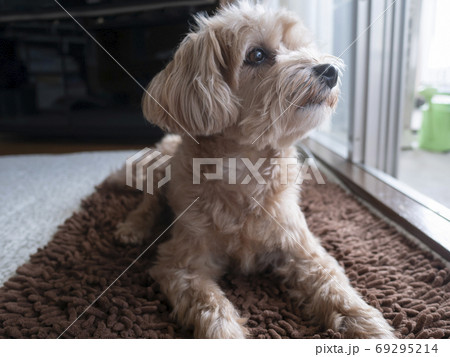 じっと外を見つめるかわいいアプリコットの小型犬 マルプー の写真素材