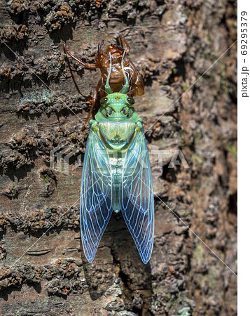 ミンミンゼミの羽化 69295379