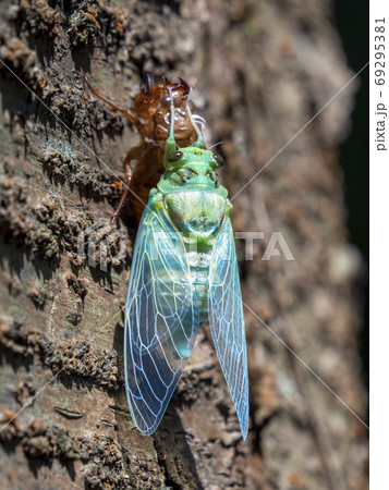 ミンミンゼミの羽化 69295381
