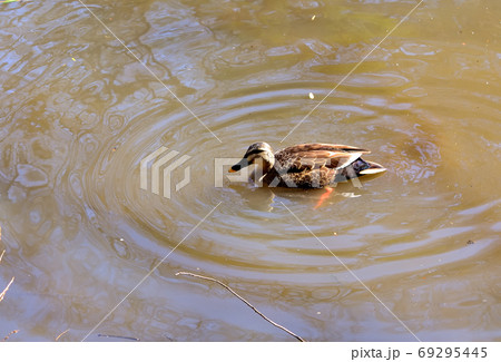 カルガモ 69295445