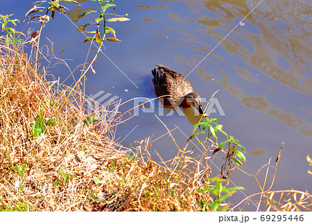 カルガモ 69295446