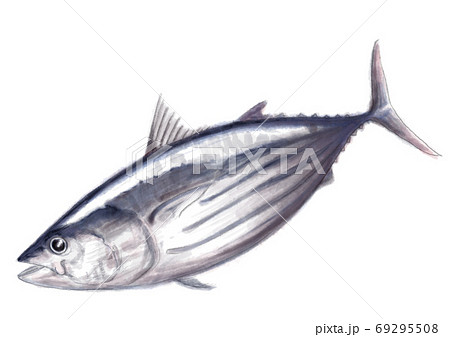 戻り鰹_D手描き_文字無し 戻り鰹_D手描き_文字無し 69295508