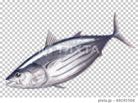 戻り鰹_D手描き_文字無し 戻り鰹_D手描き_文字無し 69295508