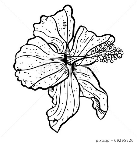 Hand drawn sketch of hibiscus flowerのイラスト素材 [69295526] - PIXTA