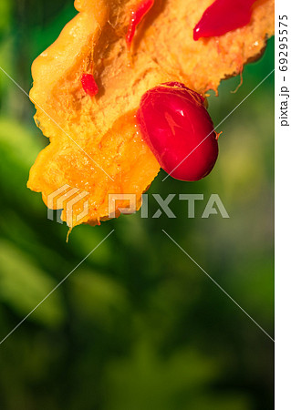 食品　完熟したゴーヤの甘い赤い種 69295575