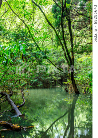 新緑の幻の五蔵池　大雨後出現　【長崎県佐世保市】 69295643