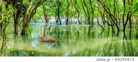 新緑の幻の五蔵池　大雨後出現　パノラマ　【長崎県佐世保市】 69295673