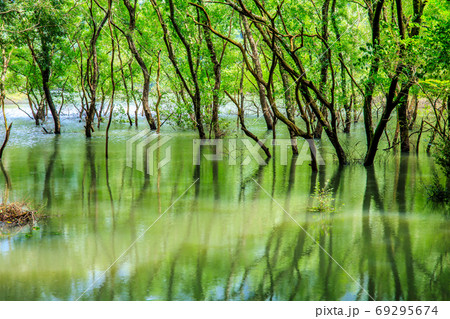 新緑の幻の五蔵池　大雨後出現　【長崎県佐世保市】 69295674