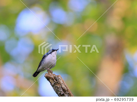 コルリ コルリ 69295739