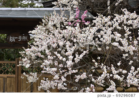 法住寺 花梅 思いのまま の写真素材