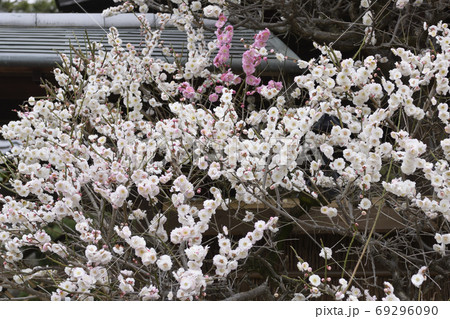 法住寺 花梅 思いのまま の写真素材