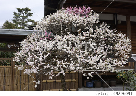 法住寺 花梅 思いのまま の写真素材