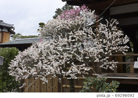 法住寺 花梅 思いのまま の写真素材