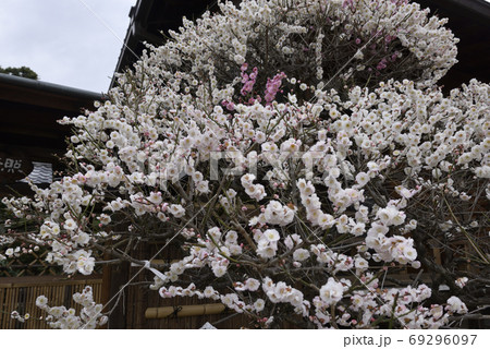 法住寺 花梅 思いのまま の写真素材