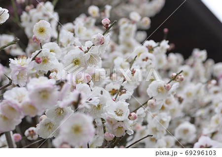 法住寺　花梅（思いのまま） 69296103