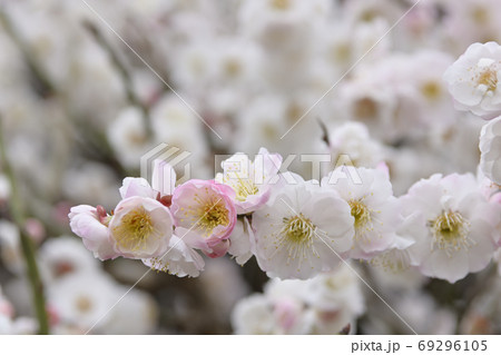 法住寺　花梅（思いのまま） 69296105