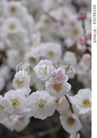 法住寺 花梅 思いのまま の写真素材