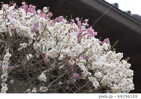 法住寺 花梅(思いのまま) 法住寺 花梅(思いのまま) 69296109