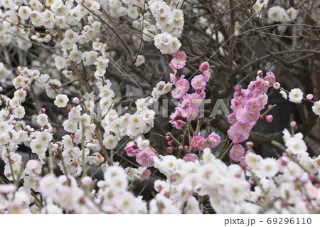 法住寺 花梅(思いのまま) 法住寺 花梅(思いのまま) 69296110