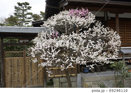 法住寺 花梅（思いのまま）の写真素材 [69296116] - PIXTA