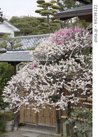 法住寺　花梅（思いのまま） 69296122
