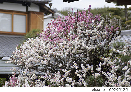 法住寺　花梅（思いのまま） 69296126