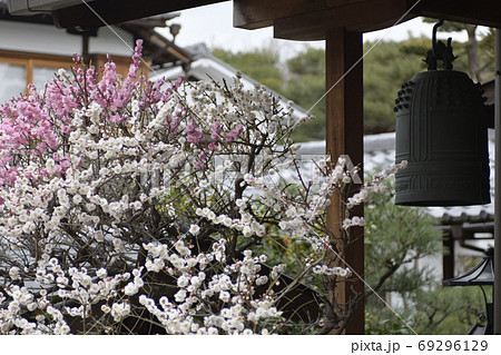 法住寺　花梅（思いのまま） 69296129