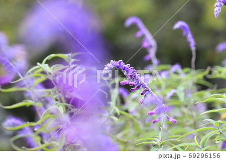 紫色のアメジストセージ サルビア レウカンサ の写真素材