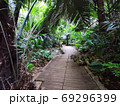 Palm forest track in rainy season with sunshine, Thailand. 69296399
