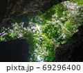 uprisen angle view of green leaves trees and cliff in the forest 69296400