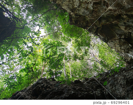 uprisen view of green leaves trees and rocks frame in the forest 69296401