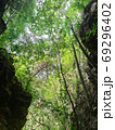 vertical photo of uprisen angle view of green leaves trees and c 69296402