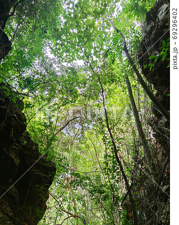 vertical photo of uprisen angle view of green leaves trees and c vertical photo of uprisen angle view of green leaves trees and c 69296402