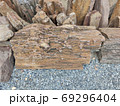 piece of brown petrified wood on the ground in Thailand 69296404