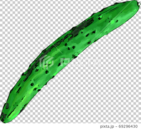 Illustration of realistic cucumber in watercolor style art 69296430