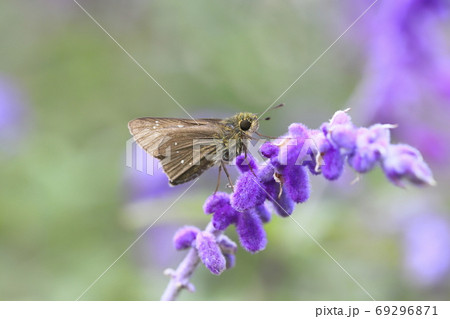 花の蜜を吸うセセリ　 69296871