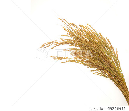 白バックの稲穂 69296955