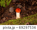 Red boletus in its natural environment 69297536