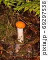 Red boletus in its natural environmentred capped scaber stalk 69297538