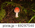 red fly agaric forest 69297540