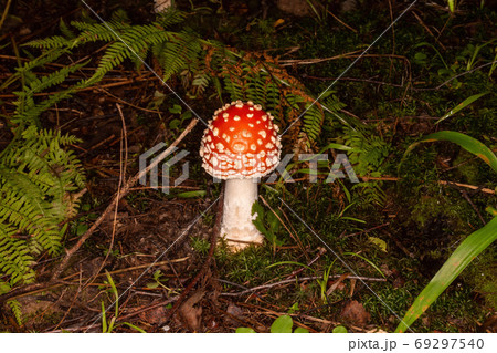 red fly agaric forest red fly agaric forest 69297540