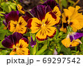 pansy flowers in the flowerbed 69297542